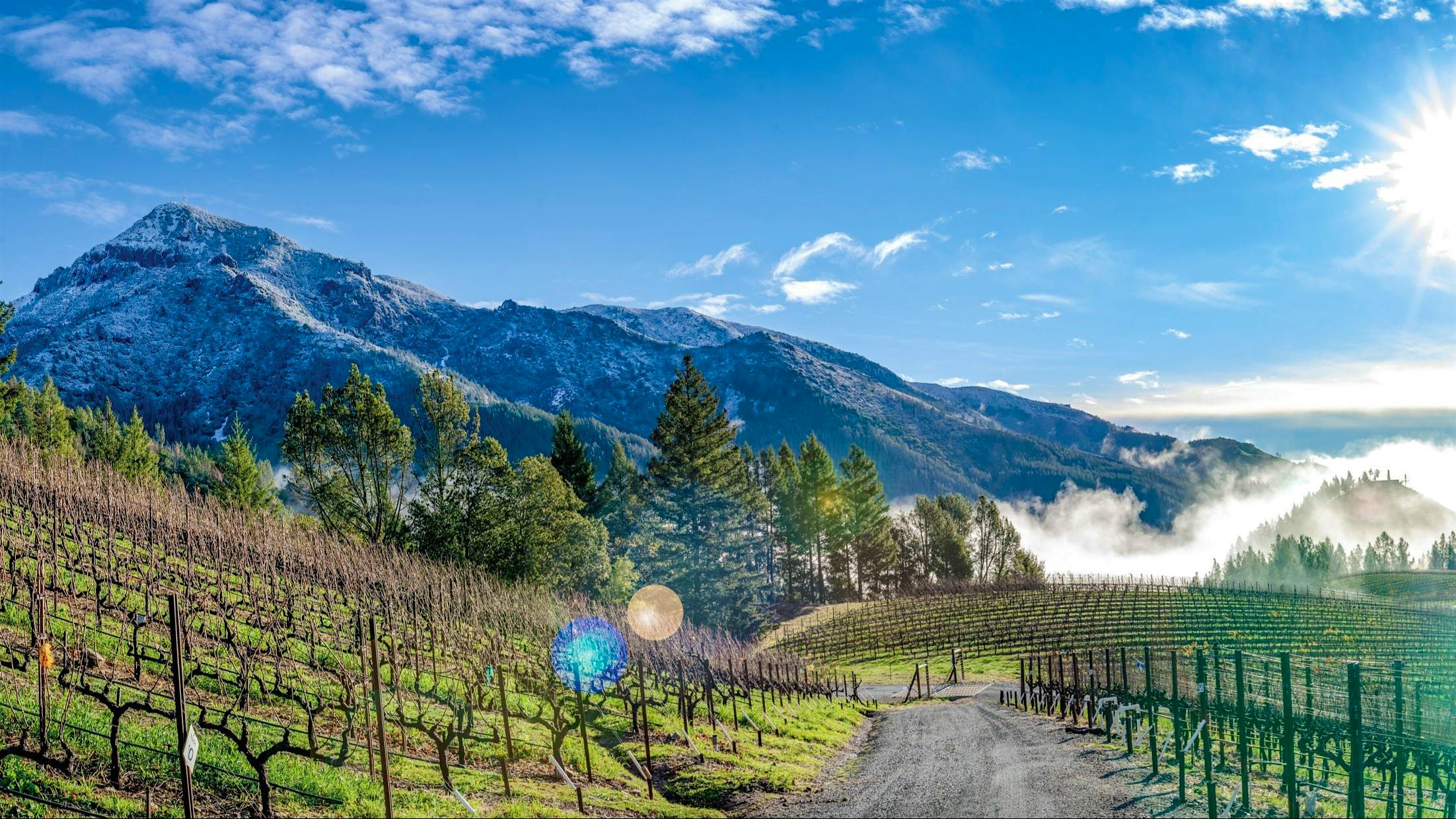 Peter Michael Knights Valley Point Rouge, an estate selection bottling, is among this report’s classic-rated Chardonnays from the exceptional 2023 vintage.