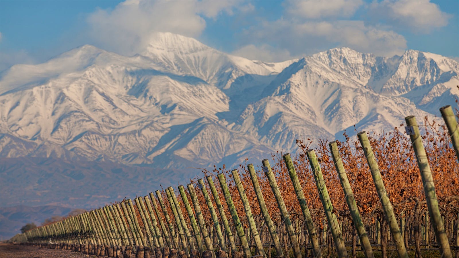 Argentina’s Secret Weapon: Cabernet Franc