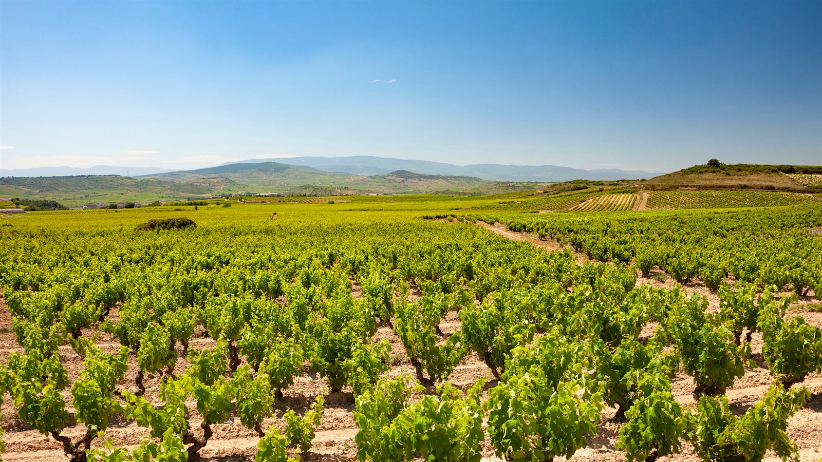 Discovering Bodegas Muriel’s Rioja Dynasty